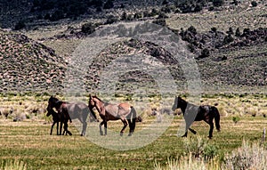 Wild Horses On BLM land Near California Highway 120 photo