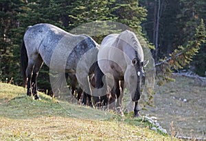 Wild Horses - Blue Roan mare and Silver Gray Grulla mare in the Pryor Mountains Wild Horse Range in Montana USA