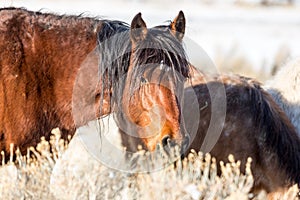 Wild horses browsing for food in the sagebrush