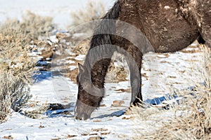 Wild horses browsing for food in the sagebrush