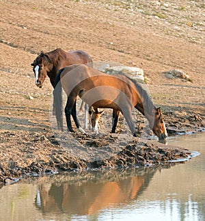 Wild Horses - Buckskin Bay mare with foal and Liver Chestnut Bay Stallion drinking at the waterhole - Montana USA