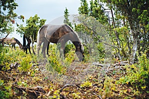 Wild horses in the bush