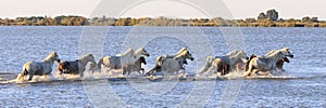 Wild horses in Camargue