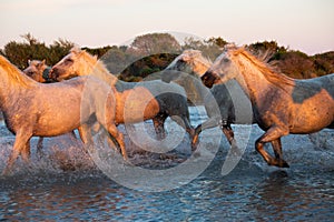 Wild Horses of Camargue running and splashing on water