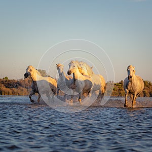 Wild Horses of Camargue running and splashing on water photo