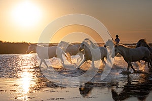 Wild Horses of Camargue running and splashing on water