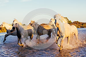 Wild Horses of Camargue running and splashing on water photo