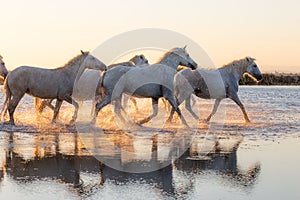 Wild Horses of Camargue running and splashing on water photo