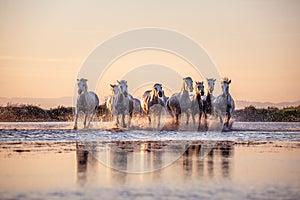 Wild Horses of Camargue running and splashing on water photo