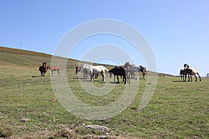 wild horses in Campo do Oso, Spain photo