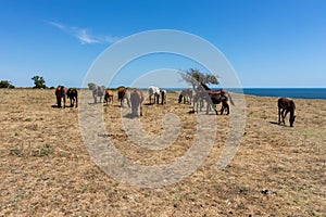 Wild horses from Cape Emine. Bulgaria.