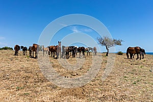 Wild horses from Cape Emine. Bulgaria.