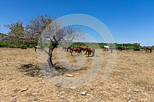 Wild horses from Cape Emine. Bulgaria.