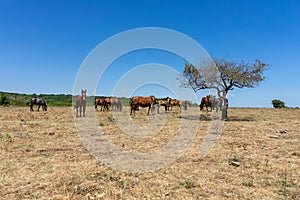 Wild horses from Cape Emine. Bulgaria.