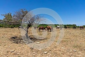 Wild horses from Cape Emine. Bulgaria.