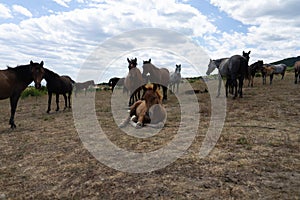 Wild horses from Cape Emine. Bulgaria.