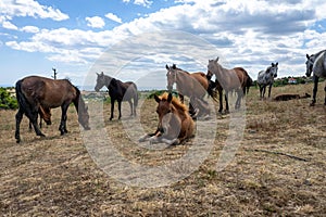 Wild horses from Cape Emine. Bulgaria.