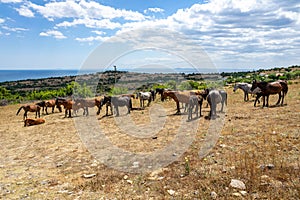 Wild horses from Cape Emine. Bulgaria.