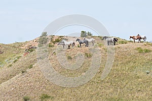 Wild horses catching a breeze on grassy hilltop