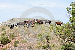 Wild horses catching a breeze on a hilltop