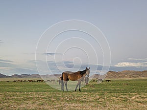 Wild Horses close to Aus in Namib desert, Namibia.
