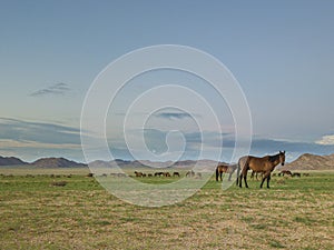 Wild Horses close to Aus in Namib desert, Namibia.