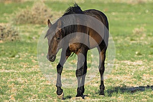 Wild Horses close to Aus in Namib desert, Namibia.