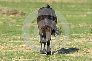 Wild Horses close to Aus in Namib desert, Namibia.