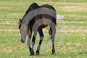 Wild Horses close to Aus in Namib desert, Namibia.