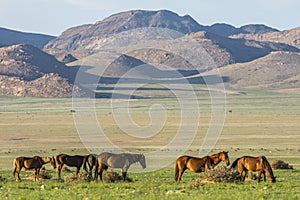 Wild Horses close to Aus in Namib desert, Namibia.