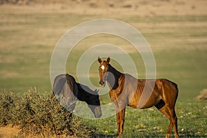 Wild Horses close to Aus in Namib desert, Namibia.