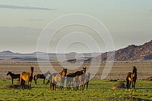 Wild Horses close to Aus in Namib desert, Namibia.