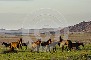 Wild Horses close to Aus in Namib desert, Namibia.