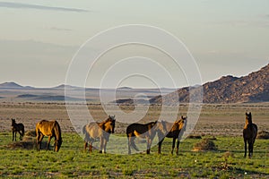 Wild Horses close to Aus in Namib desert, Namibia.