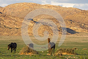 Wild Horses close to Aus in Namib desert, Namibia.