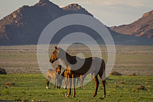 Wild Horses close to Aus in Namib desert, Namibia.