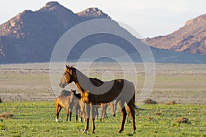 Wild Horses close to Aus in Namib desert, Namibia.