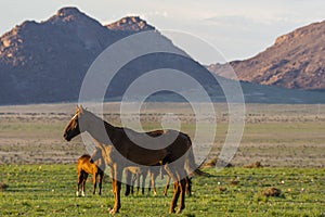 Wild Horses close to Aus in Namib desert, Namibia.