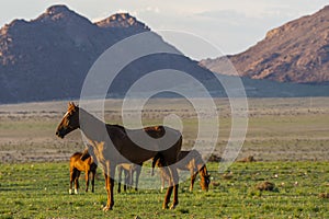 Wild Horses close to Aus in Namib desert, Namibia.