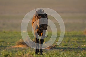 Wild Horses close to Aus in Namib desert, Namibia.