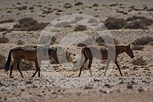 Wild Horses close to Aus in Namib desert, Namibia.