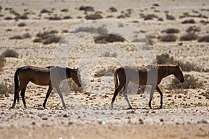 Wild Horses close to Aus in Namib desert, Namibia.