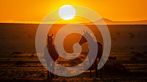 Wild Horses close to Aus in Namib desert during sunset, Namibia.