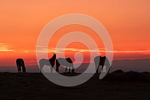 Wild Horses in a Colorful Desert Sunrise