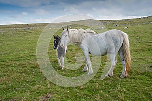 Wild horses in Cornwall