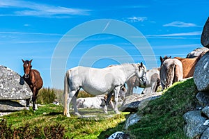 Wild horses in Cornwall, England on the Rough Tor on Bodmin Moor
