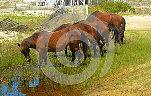 Wild Horses of Corolla North Carolina in a Group Grazing