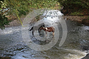 Wild horses in Costa Rica