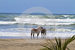 Wild Horses of Costa Rica