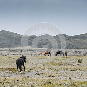Wild horses in Cotopaxi National Park, Ecuador photo